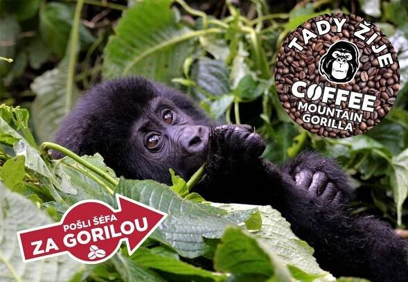 Pošli šéfa za Gorilou – Kup kávu, vyhraj gorilu! | Mountain Gorilla