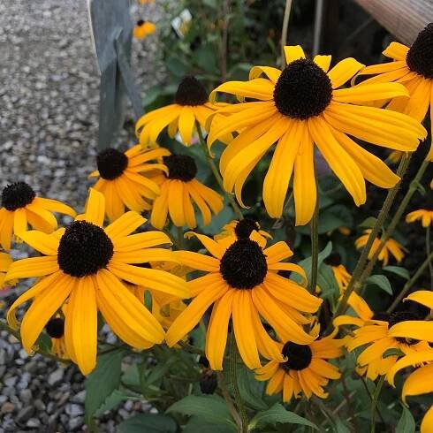 Fun Helpful Info — Sollecito Landscaping Nursery 