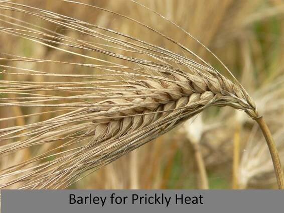prickley heat_barley