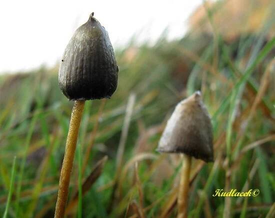 Lysohlávka kopinatá - Psilocybe semilanceata - Kudluv fotoatlas hubKudluv fotoatlas hub