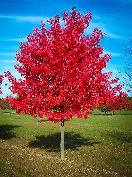 Red Sunset Maple (Acer rubrum)