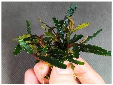Bucephalandra Titan