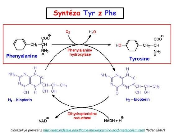 PPT - Metabolismus aminokyselin PowerPoint Presentation, free download - ID:2939850