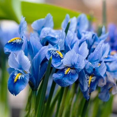 Kosatec síťkovaný Harmony – Iris reticulata – kosatce – cibulky