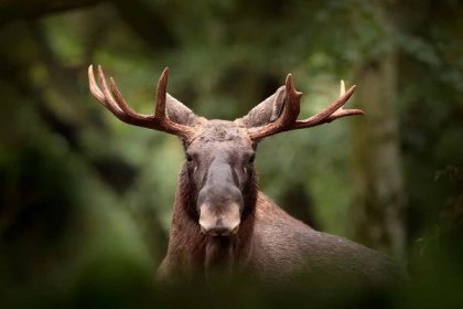 los nebo euroasijský los, alces alces v temném lese během deštivého dne. krásné zvíře v přírodním prostředí. divoká scéna ze švédska. - moose - stock snímky, obrázky a fotky