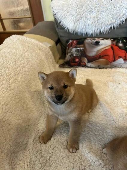 Shiba Inu