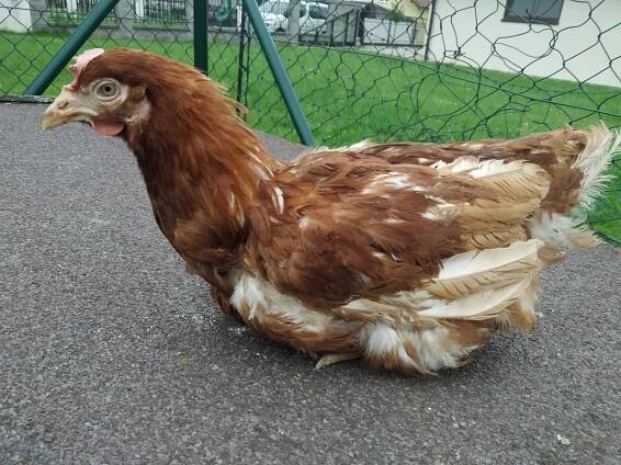 Pepina | Kočky ČB