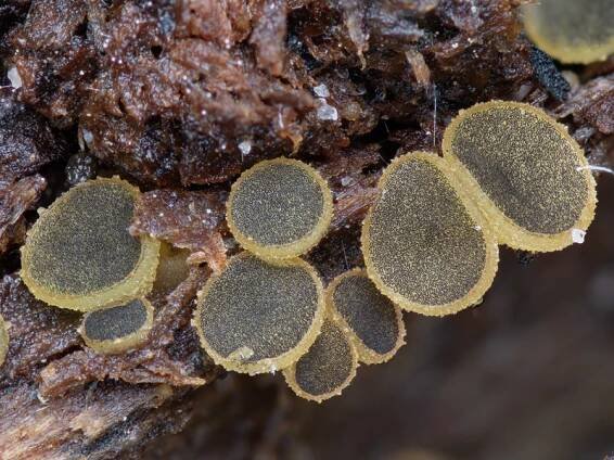 Ascobolus lignatilis