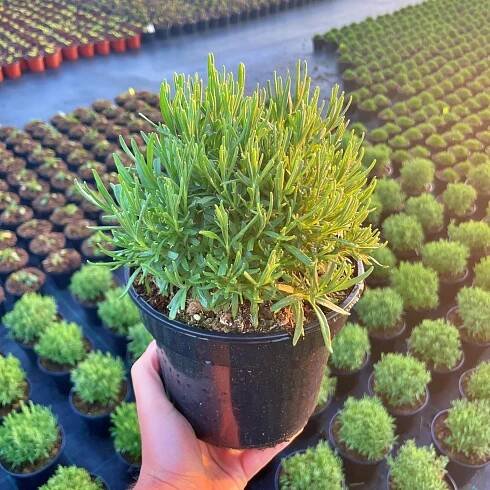 Levandule úzkolistá Hidcote Blue V VELKÉM KVĚTINÁČI P17 2L SAZENICE XXL GIGANT Styl japonská zahrada moderní zahrada skalka středomořská zahrada venkovská zahrada