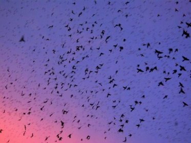 Sudden mass death of birds over Winnipeg, Canada, remains a mystery