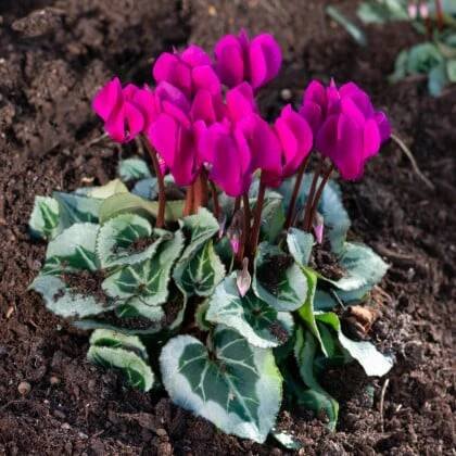 Brambořík nachový – Cyclamen coum – cibuloviny – prodej bramboříku
