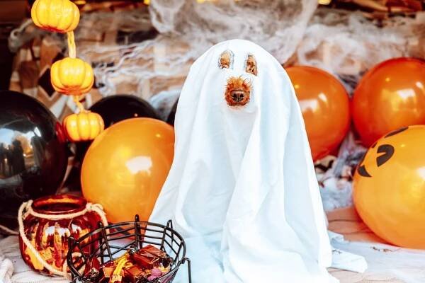 DIY Howloween Dog Costume
