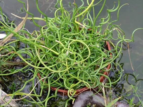 Juncus effusus 'Spiralis'  | © vaclav