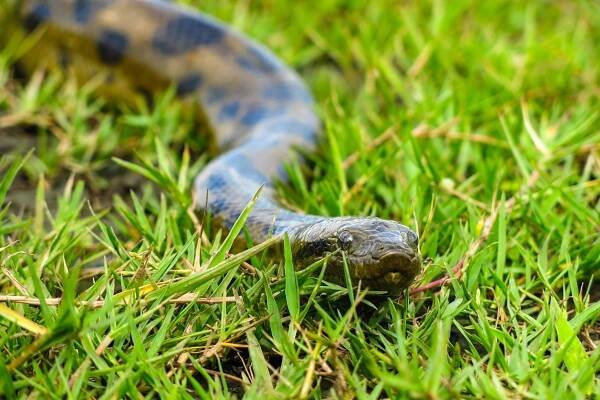 Can a green anaconda swallow a human? Learn all about these impressive and feared serpents, including where they live, what they eat and how they mate