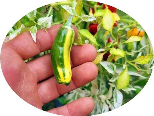 Fish nádherná ozdobná jedlá pálivá chilli paprička barevné ovoce semena