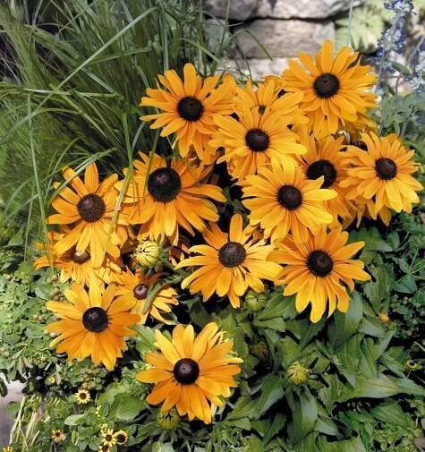 Corona from Benary - Year of the Rudbeckia
