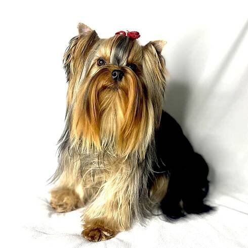 Dams – The Decadent Dogs – AKC Yorkies, APRI Yorkies and CKC Yorkies