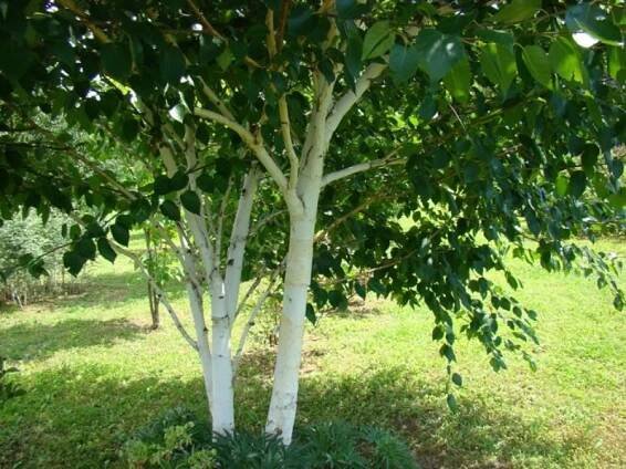Betula utilis jacquemontii - bříza s bílou kůrou