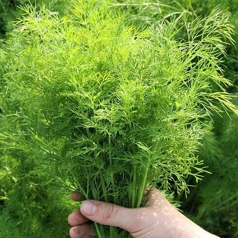 U nás velice oblíbený kopr vonný (Anethum graveolens) je na pěstování poměrně nenáročný. Kdo nemá zahrádku, může ho úspěšně pěstovat nádobách na balkoně, terase nebo doma na okenním parapetu. Na snímku odrůda Hanák.
