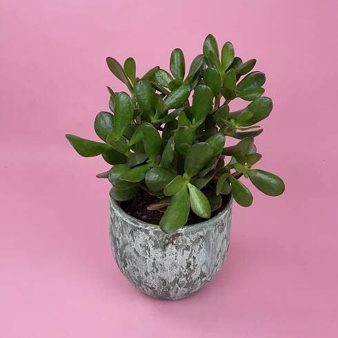 CRASSULA PORTULACEA MINOR, 30 cm