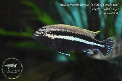 Melanochromis-auratus-Chidunga-Rocks-(7)