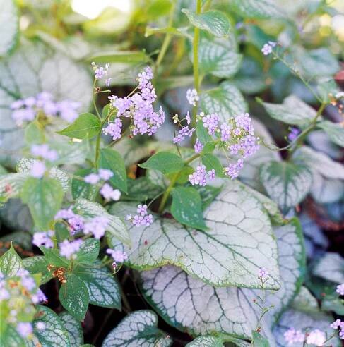 Heartleaf Brunnera