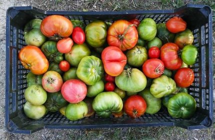 Jak nechat dozrát rajčata doma?