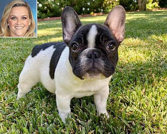 Reese Witherspoon Introduces New Puppy Minnie Pearl 3 Weeks After Death of Her Dog Pepper