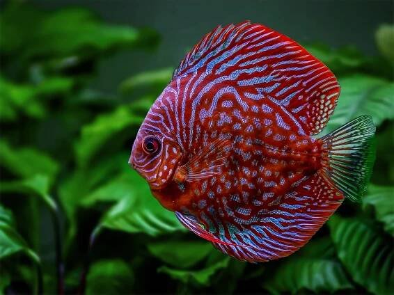 Tips for Breeding Discus Fish - RateMyFishTank.com