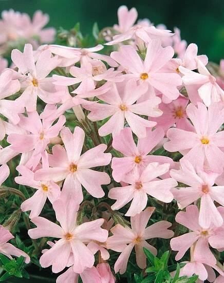 Phlox subulata ´Ronsdorfer Schone´ , Plamenka šídlovitá růžová, K9