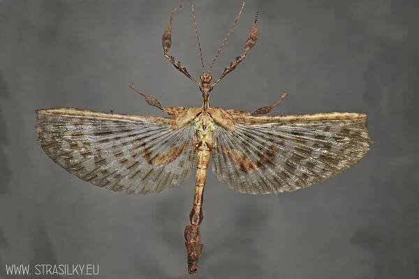 Strašilky | Extatosoma tiaratum_DRUHY