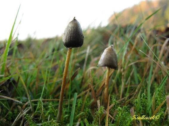 Lysohlávka kopinatá (Psilocybe semilanceata)