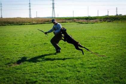 13 – dogtrainer – Výchova a výcvik psov