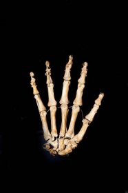 kostra lidské ruky se skládá z 27 kostí. levotočivý. - kosti ruky - stock snímky, obrázky a fotky