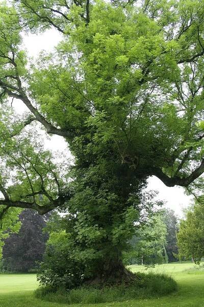 Fraxinus excelsior - Biquipedia, a enciclopedia libre