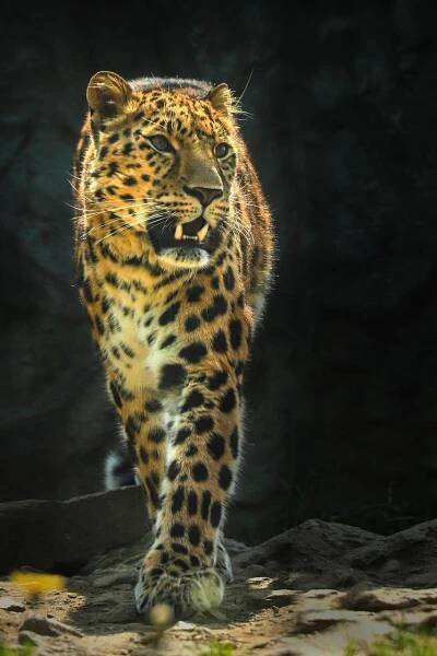 Leopard, Příroda, Zvíře, Savec
