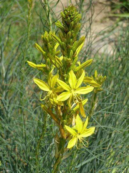 Asfodelína žlutá (Asphodeline lutea)