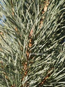 Borovica lesná (sosna) Fastigiata (stĺpovitá) | Pinus sylvestris (silvestris) Fastigiata - Záhradníctvo ABIES