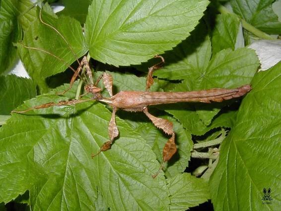 Extatosoma tiaratum tiaratum (PSG9)