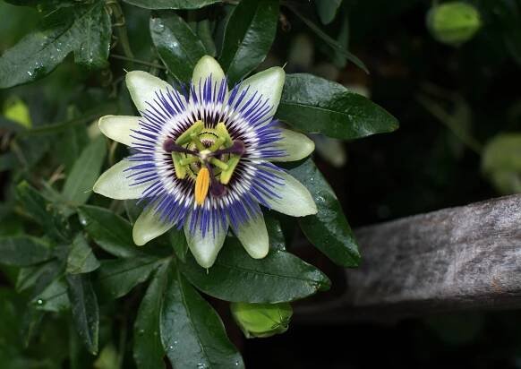 Passiflora 4 to 1 ORGANIC - Evear extraction