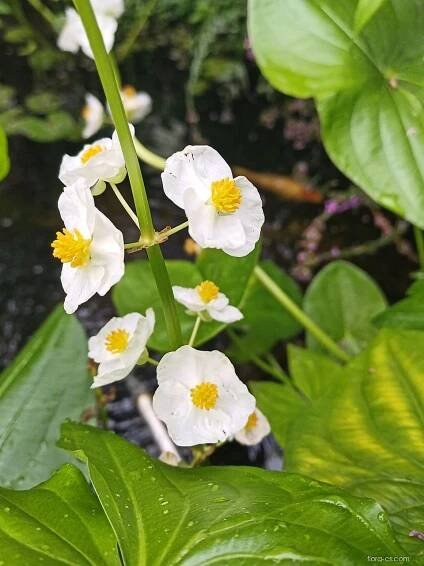 Šípatka širolistá (Sagittaria latifolia)