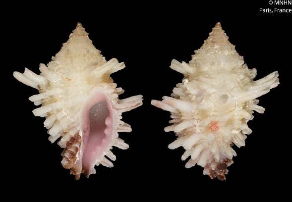 Morula aglaos