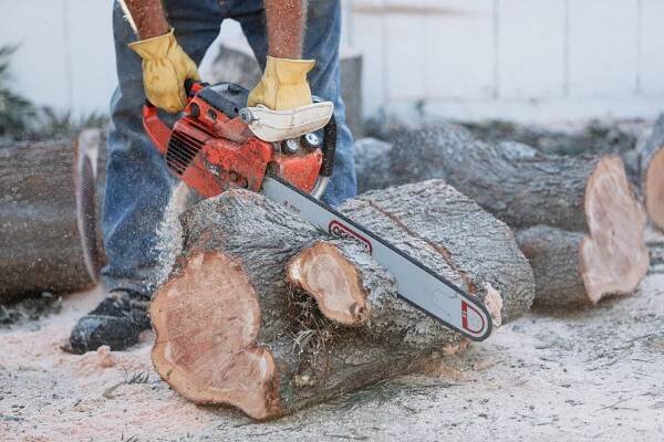 cut-cutting-trim-trimming-tree-trees-chainsaw-back-7GHPYUB.jpg