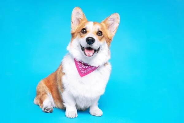 portrét pembroke velšského corgi psa na sobě růžové bandana kravaty při pohledu na kameru s otevřenými ústy viděné zepředu na modrém pozadí - dyfed - stock snímky, obrázky a fotky