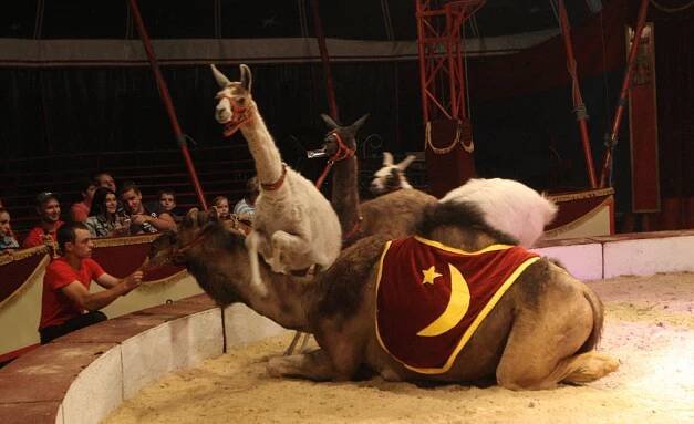 Lidé cirkusy odmítli, v brněnském Komárově stojí. Anketu neřešíme, říká starosta