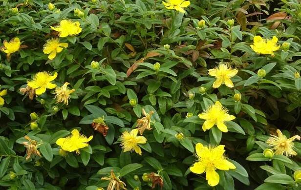 Hypericum calycinum