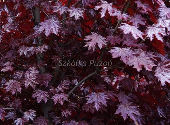 Acer platanoides (Javor mléč) 'Crimson Sentry'