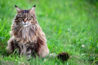 Siberian cat sitting in grass, looking at camera