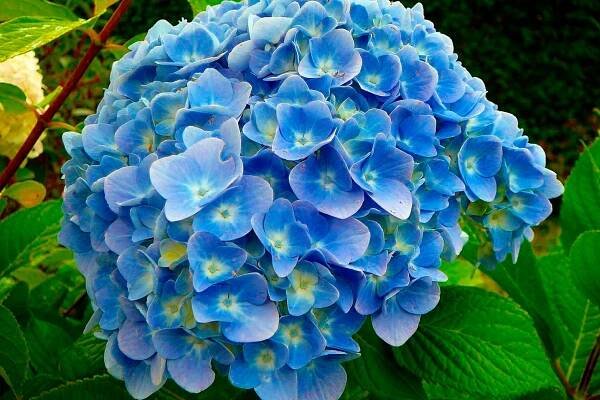 Hydrangea macrophylla 4 INT