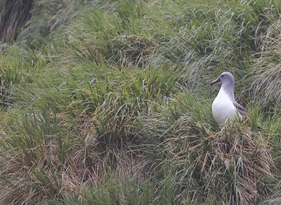 Soubor:Grey-headed Albatross (Thalassarche chrysostoma) (38923588164).jpg